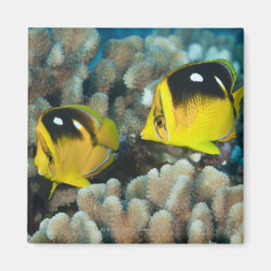 Unterwasser-Leben; FISH: Ein Paar Fourspot Magnet