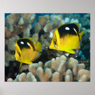 Unterwasser-Leben; FISH: Ein Paar Fourspot Poster