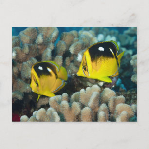 Unterwasser-Leben; FISH: Ein Paar Fourspot Postkarte