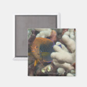 Unterwasser-Leben; FISH: Ein Portrait eines Potter Magnet (Vorderseite/Rückseite)