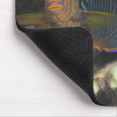 Unterwasser-Leben; FISH: Ein Portrait eines Potter Mousepad (Ecke)