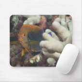 Unterwasser-Leben; FISH: Ein Portrait eines Potter Mousepad (Mit Mouse)