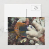 Unterwasser-Leben; FISH: Ein Portrait eines Potter Postkarte (Vorne/Hinten)