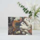 Unterwasser-Leben; FISH: Ein Portrait eines Potter Postkarte (Stehend Vorderseite)