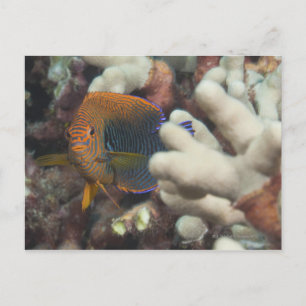 Unterwasser-Leben; FISH: Ein Portrait eines Potter Postkarte