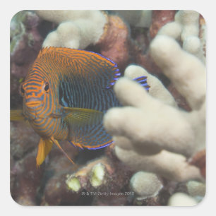 Unterwasser-Leben; FISH: Ein Portrait eines Potter Quadratischer Aufkleber