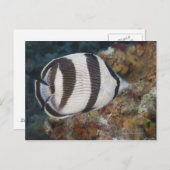 Unterwasser-Leben; FISH: Ein verbündeter Butterfly Postkarte (Vorne/Hinten)
