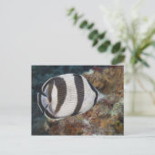 Unterwasser-Leben; FISH: Ein verbündeter Butterfly Postkarte (Stehend Vorderseite)