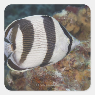 Unterwasser-Leben; FISH: Ein verbündeter Butterfly Quadratischer Aufkleber