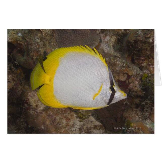 Unterwasser-Leben, FISH: farbenfrohe Spotfin (Vorderseite (Horizontal))