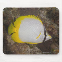 Unterwasser-Leben, FISH: farbenfrohe Spotfin