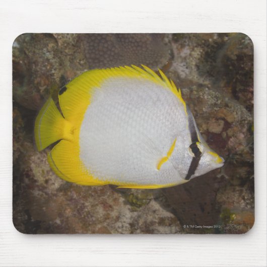 Unterwasser-Leben, FISH: farbenfrohe Spotfin Mousepad (Vorne)