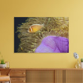 Unterwasser-LIfe; FISH: Clownfish (rosa) Leinwanddruck (Insitu (Wohnzimmer))