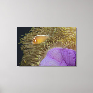 Unterwasser-LIfe; FISH: Clownfish (rosa) Leinwanddruck