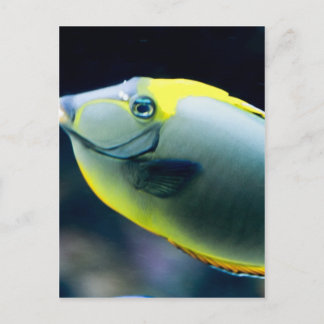 Unterwasser Postkarte