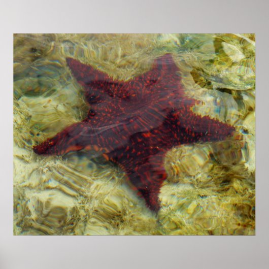 Unterwasser-Starfish auf den Bahamas Poster (Vorne)