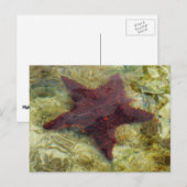 Unterwasser-Starfish auf den Bahamas Postkarte (Vorne/Hinten)