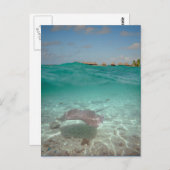Unterwasser-Stingray in Bora Bora Postkarte (Vorne/Hinten)