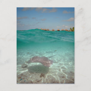 Unterwasser-Stingray in Bora Bora Postkarte