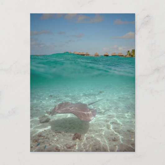 Unterwasser-Stingray in Bora Bora Postkarte (Vorderseite)