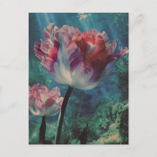 Unterwasser-Tulpe Postkarte (Vorderseite)