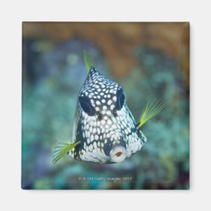 Unterwasseransicht des glatten Trunkfish Magnet