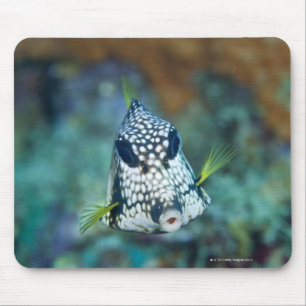 Unterwasseransicht des glatten Trunkfish Mousepad