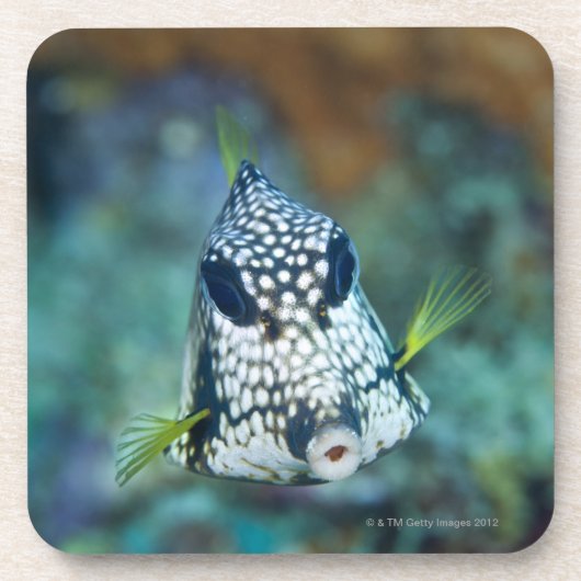 Unterwasseransicht des glatten Trunkfish Untersetzer (Vorderseite)