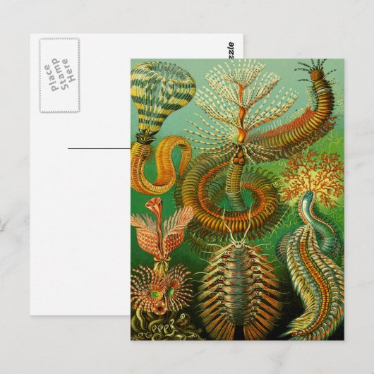 Unterwasserfarbe Postkarte (Vorne/Hinten)