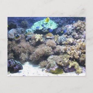 Unterwasserfotografie - farbenfrohe tropische Fisc Postkarte