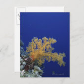 Unterwasserkoralle Postkarte (Vorne/Hinten)