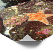 Unterwasserkreaturen - Kunstdrucke Poster (Ecke)