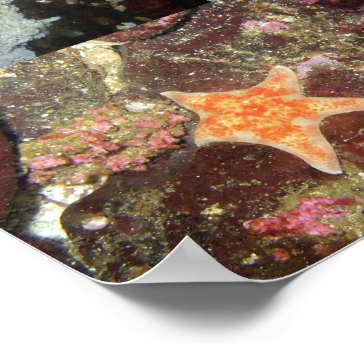 Unterwasserkreaturen - Kunstdrucke Poster (Ecke)