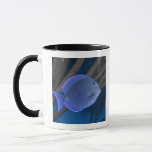 Unterwasserleben: Acanthuruscoeruleus mit Meer Tasse
