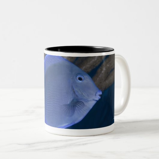 Unterwasserleben: Acanthuruscoeruleus mit Meer Zweifarbige Tasse (VorderseiteRechts)