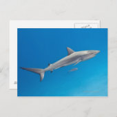 Unterwasserleben: Carcharhinus perezi schwimmen in Postkarte (Vorne/Hinten)