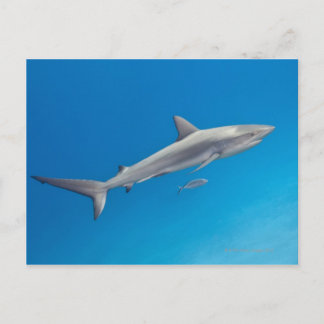 Unterwasserleben: Carcharhinus perezi schwimmen in Postkarte