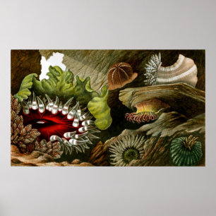 Unterwasserleben drei von zehn poster