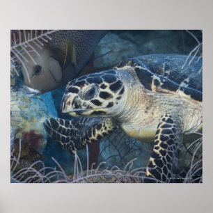Unterwasserleben: Eine Hawksbill Meeresschildkröt Poster