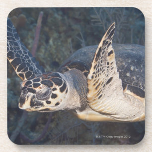 Unterwasserleben: Eine Hawksbill Meeresschildkröt Untersetzer