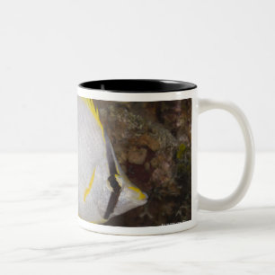 Unterwasserleben, FISCH: Buntes Spotfin Zweifarbige Tasse