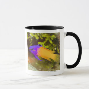 Unterwasserleben, FISCH:  ein bunter feenhafter Tasse