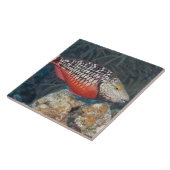 Unterwasserleben, FISCH: ein bunter Stoplight Fliese (Seite)