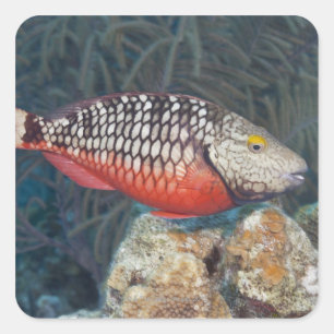Unterwasserleben, FISCH: ein bunter Stoplight Quadratischer Aufkleber