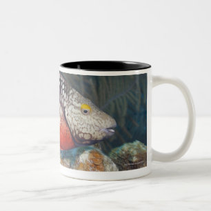 Unterwasserleben, FISCH: ein bunter Stoplight Zweifarbige Tasse
