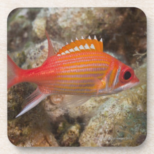 Unterwasserleben, FISCH: ein Longjaw Squirrelfish Getränkeuntersetzer