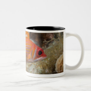 Unterwasserleben, FISCH: ein Longjaw Squirrelfish Zweifarbige Tasse