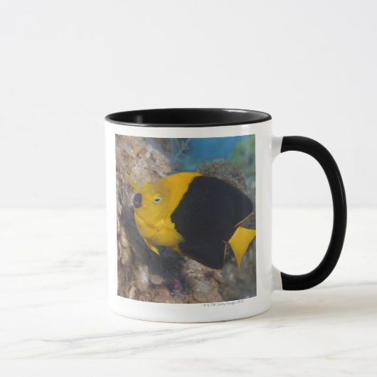 Unterwasserleben, FISCH: Eine bunte Tasse (Rechts)