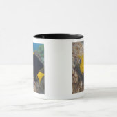 Unterwasserleben, FISCH: Eine bunte Tasse (Zentrum)