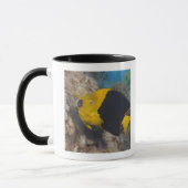 Unterwasserleben, FISCH: Eine bunte Tasse (Links)